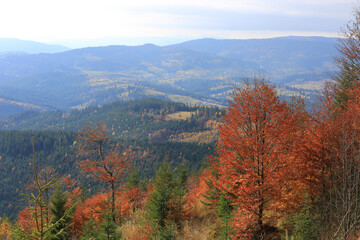 Fototapeta premium Breathtaking autumn landscape with colorful foliage in the mountains