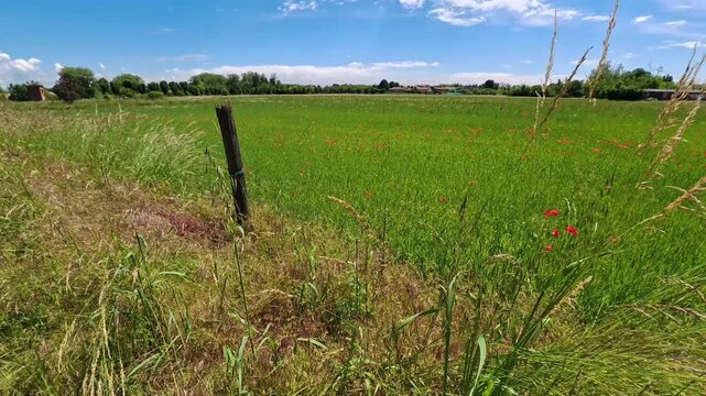 Cinematic Steady Shot of Wheat Field in Natural Daylight, Parco delle Groane, Italy - STEADY VIDEO