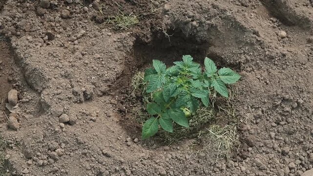Young plants are seen growing in a soil patch over time. The location is a garden area with compact soil and minimal surrounding vegetation