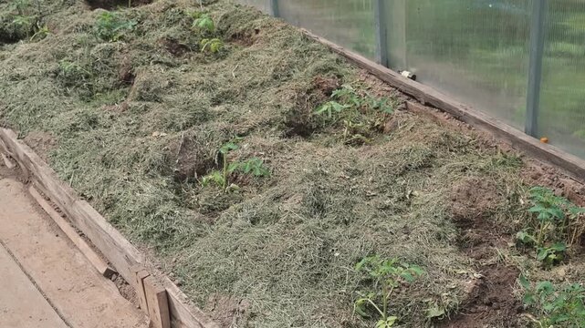 A gardening process focused on keeping plant beds healthy within a greenhouse. Various green plants are arranged in neat rows, and soil care techniques are highlighted during the activity