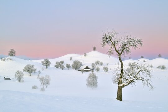 Snow-covered hilly landscape at dawn, Menzingen, Canton Zug, Switzerland