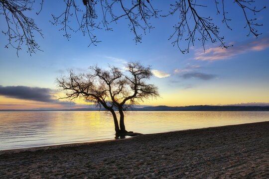 Leafless tree on a sandy beach at Lake Murten, cloudy atmosphere at sunrise, Canton Vaud, Switzerland