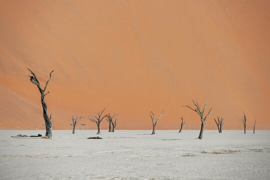 Dead camel thorn trees (Vachellia erioloba), red sand dunes, white salt pan, Dead Vlei, Sossusvlei, Namib Desert, Namib-Naukluft Park, Namibia