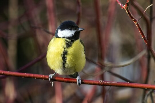 Great tit (Parus major), sitting on a branch, Baden-W&uuml;rttemberg, Germany