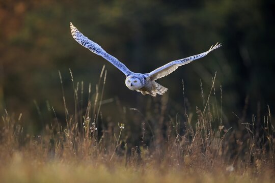 Snowy owl (Nyctea scandiaca), adult, flies over meadow, Slovakia