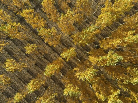 European Aspen (Populus tremula) in autumnal colours. Cultivated for timber. Aerial view. Drone shot. Granada province, Andalusia, Spain