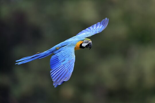 Blue and yellow macaw (Ara ararauna), adult, flying, parrot, Brazil