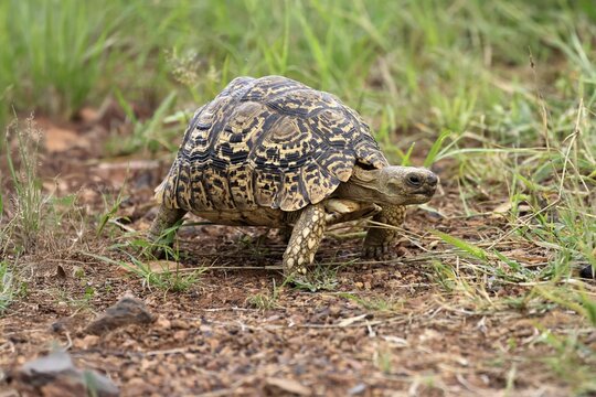 Panther tortoise (Testudo pardalis), adult, running, foraging, Pilanesberg National Park, North West Province, South Africa