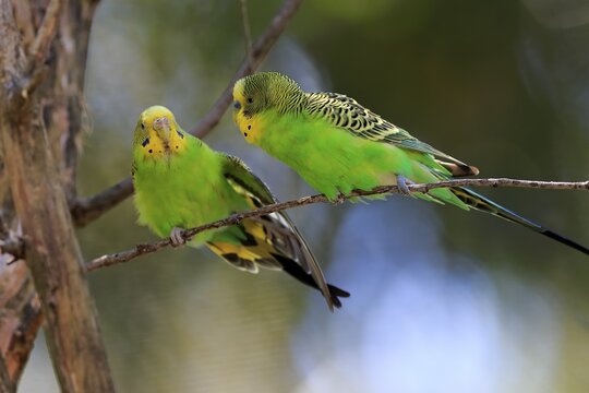 Budgie (Melopsittacus undulatus), adult pair aut Warte, courtship display, Mount Lofty, South Australia, Australia