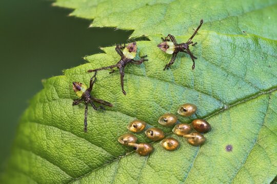Box bug (Gonocerus acuteangulatus), three freshly hatched larvae and eggs on rose leaf