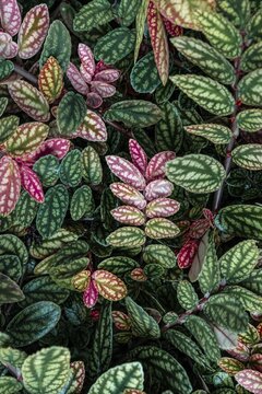 Green and purple patterned leaves, polka dot plant, dotted leaf (Hypoestes phyllostachya), Botanical Garden Berlin, Berlin, Germany