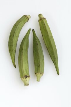 Gumbo / (Abelmoschus esculentus)