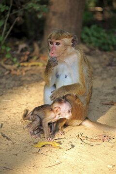 Toque macaque (Macaca sinica), mother with young, female with young, Yala National Park, Sri Lanka