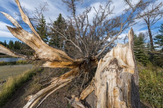 Fallen tree, Grand Ton National Park, Wyoming, USA