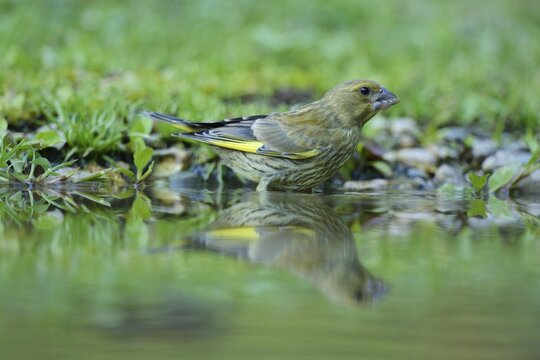 Greenfinch (Carduelis chloris) washing itself, Rhodopes, Bulgaria