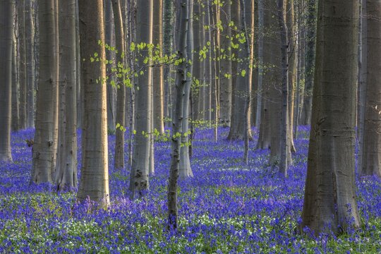 Blue flowering bluebells (Hyacinthoides non-scripta) in the copper beech (Fagus sylvatica) forest, Hallerbos, near Halle, province of Flemish Brabant, Belgium