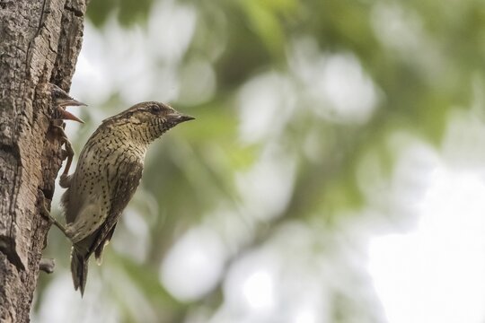 Eurasian Wryneck (Jynx torquilla), adult bird feeding young bird in breeding cave, Hesse, Germany