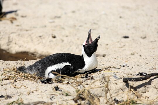 Jackass Penguin, Black-footed Penguin or African Penguin (Spheniscus demersus), incubating eggs, Boulder, Simon's Town, Western Cape, South Africa