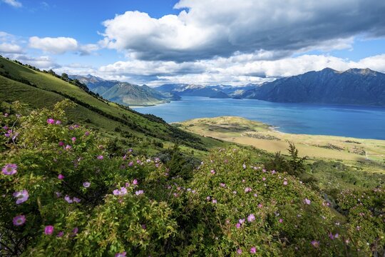View of Lake Hawea, lake and mountain landscape, view from the hiking trail to Isthmus Peak, Wanaka, Otago, South Island, New Zealand