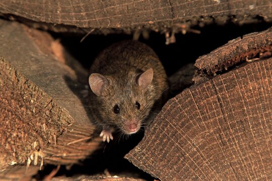 House mouse (Mus musculus), adult, looks out of woodpile, alert, curious, interested, cute, Germany