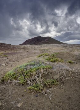 Barren ground vegetation and behind it the mountain Montana Roja, El Medano, Tenerife, Spain