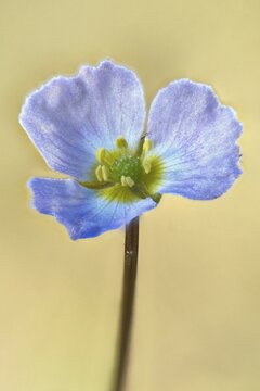 Common hedgehog leek (Baldenia ranunculoides), Emsland, Lower Saxony, Germany