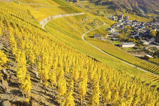 Vineyards in autumn, Mayscho&szlig; with parish church, red wine growing region Ahrtal, red wine of the Pinot Noir and Portugieser grape is grown here, Eifel, Rhineland-Palatinate, Germany