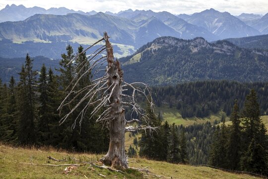 Dead tree at Besler, behind mountains of the Allg&auml;u Alps, near Obermaiselstein, Oberallg&auml;u, Allg&auml;u, Bavaria, Germany