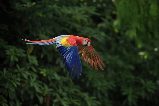 Scarlet macaw (Ara macao), adult, flying, parrot, Brazil