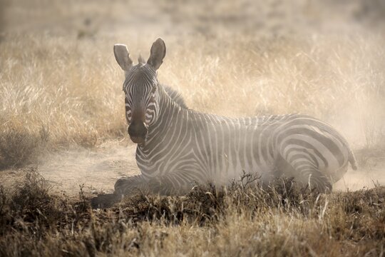 Cape mountain zebra (Equus zebra zebra), adult, during sandbath, Mountain Zebra National Park, Eastern Cape, South Africa