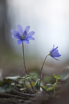Anemone hepatica (Hepatica nobilis), Jasmund National Park, Ruegen, Mecklenburg-Western Pomerania, Germany