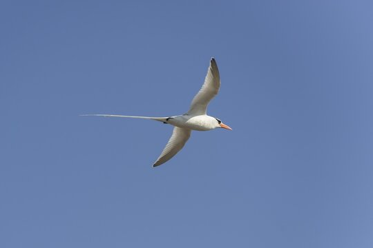 Red-billed Tropicbird or Boatswain
Bird (Phaeton aethereus) in flight, Isla Genovesa, Gal&aacute;pagos Islands