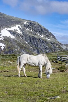 Norwegian Fjord Horse, White horse grazing in a meadow, Dovrefjell Sunndalsfjella National Park, Norway