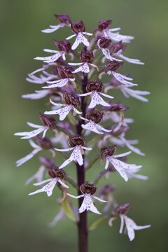 Natural hybrid Military Orchid x Lady Orchid (Orchis militaris Orchis purpurea x), Rothenstein nature reserve, Thuringia, Germany