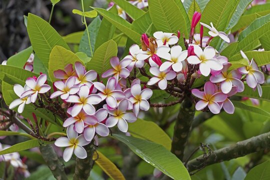 Plumeria rubra (Plumeria rubra), flowers, flowering, tree, Stellenbosch Botanic Gardens, Western Cape, South Africa