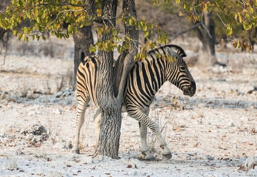 Burchell's Zebra (Equus burchellii) using a tree as a scratching post, Etosha National Park, Namibia