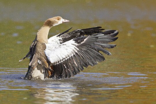 Young Egyptian Goose (Alopochen aegyptiacus) beating its wings, North Hesse, Hesse, Germany
