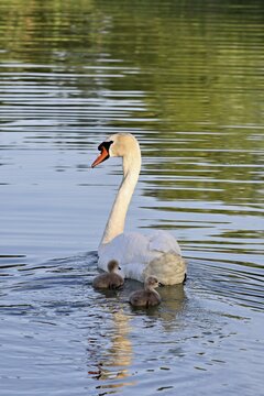 Mute swan (Cygnus olor), male with two chicks swimming in Lake Zug, Canton Zug, Switzerland