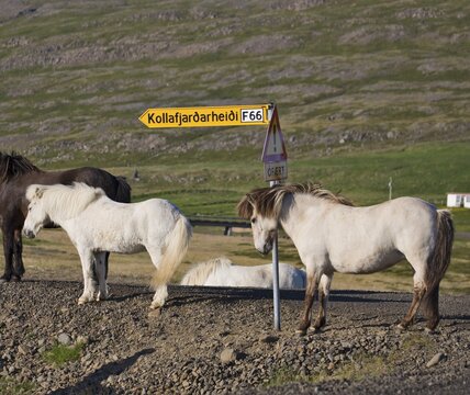 Icelandic Horses standing next to a directional sign, Western Fjord, Iceland, Atlantic Ocean