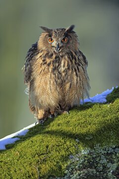 Eurasian eagle-owl (Bubo bubo), adult, on tree, in winter, snow, alert, Bohemian Forest, Czech Republic