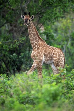 Cape Giraffe, (Giraffa camelopardalis giraffa), young, alert, Saint Lucia Estuary, Isimangaliso Wetland Park, Kwazulu Natal, South Africa