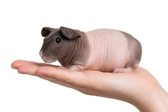 Hairless guinea pig resting on human hand against a clean white background