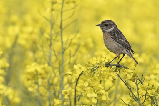 European stonechat (Saxicola rubicola), female, Emsland, Lower Saxony, Germany