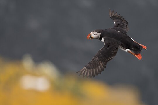 Flying Puffin (Fratercula arctica), Skoruv&iacute;kurbjarg bird cliff, Langanes Peninsula, Nor&eth;urland eystra, Iceland