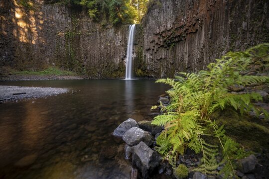 Waterfall, rock face with basalt columns, fern on the bank, Abiqua Falls, Oregon, USA