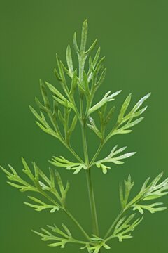 Dill (Anethum graveolens), leaf, garden herb, Germany