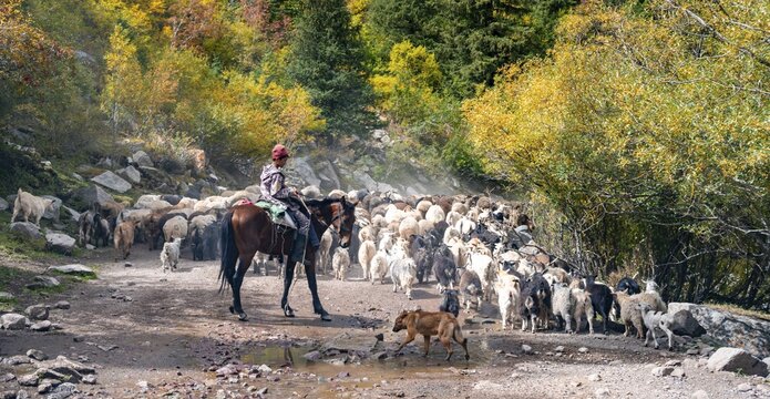 Riders driving a large flock of sheep on the road, Karkyra valley, T&uuml;p rayon, Kyrgyzstan