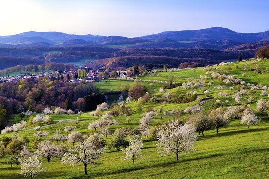 Village of St. Pantaleon surrounded by blossoming cherry trees (Prunus avium), orchard in spring, Canton Solothurn, Switzerland