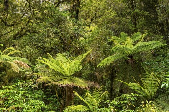 New Zealand rainforest,tree ferns (Cyatheales), Fiordland National Park, Southland, New Zealand