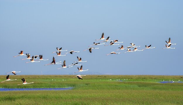 Greater flamingos (Phoenicopterus roseus) in flight, Do&ntilde;ana National Park, Huelva Province, Andalusia, Spain